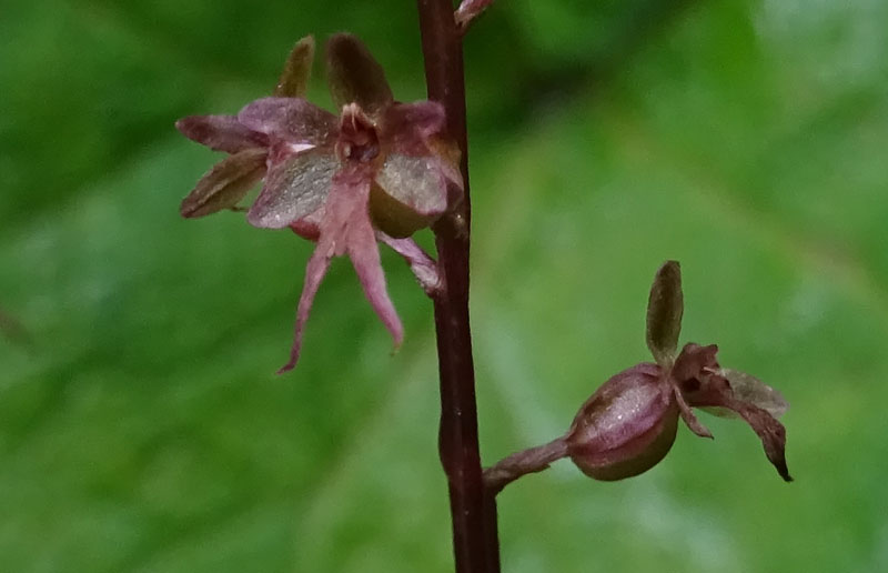 Listera cordata